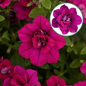 Bild von Petunia double P12 Magenta